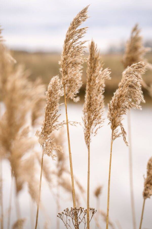 Pampas Grass